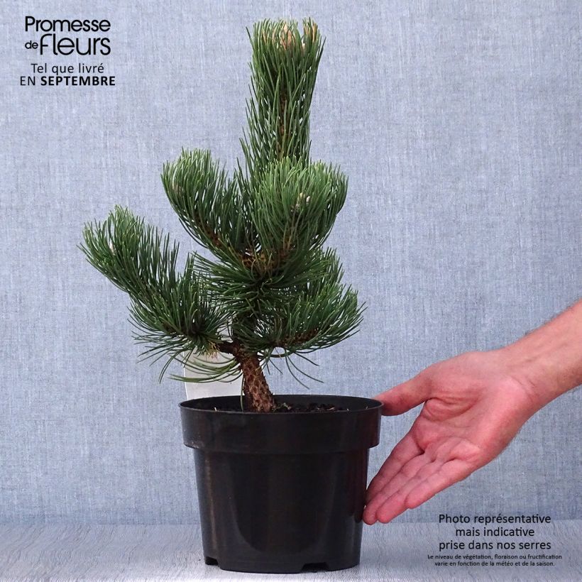 Exemplar von Pinus nigra Oregon Green - Schwarzkiefer wie im Herbst geliefert