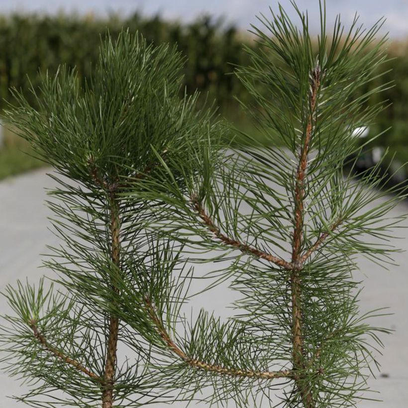 Pinus nigra nigra - Schwarzkiefer (Laub)