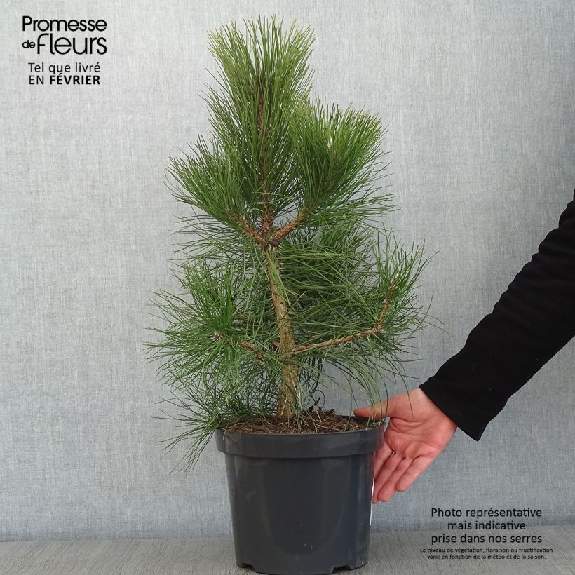 Exemplar von Pin noir d'Autriche - Pinus nigra nigra en pot de 7,5L/10L wie im Winter geliefert