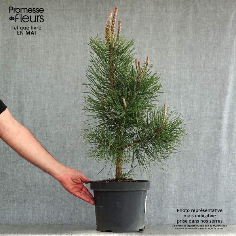 Exemplar von Pinus nigra nigra - Schwarzkiefer Topf mit 7,5L/10LGelieferte Höhe ca. 40/50cm wie im Frühjahr geliefert