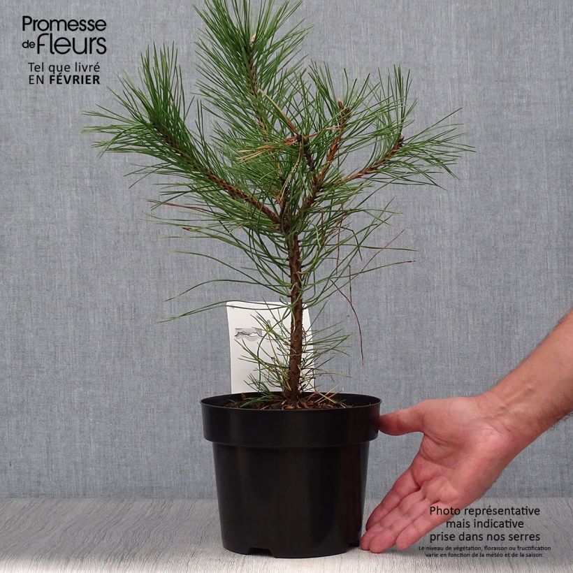 Exemplar von Pin noir d'Autriche - Pinus nigra nigra en pot de 2L/3L wie im Herbst geliefert