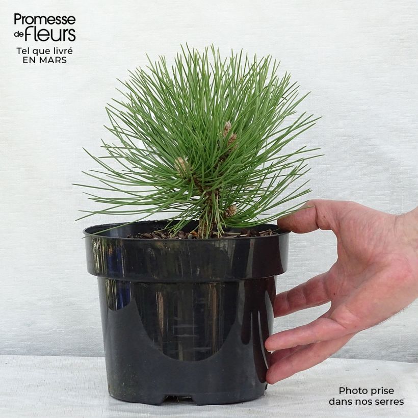 Exemplar von Pin noir nain - Pinus nigra Nana en pot de 2L/3L wie im Winter geliefert