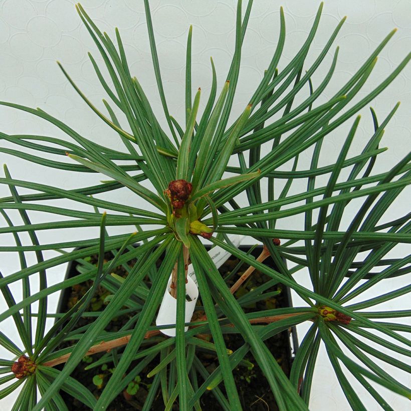 Sciadopitys verticillata - Japanische Schirmtanne (Laub)