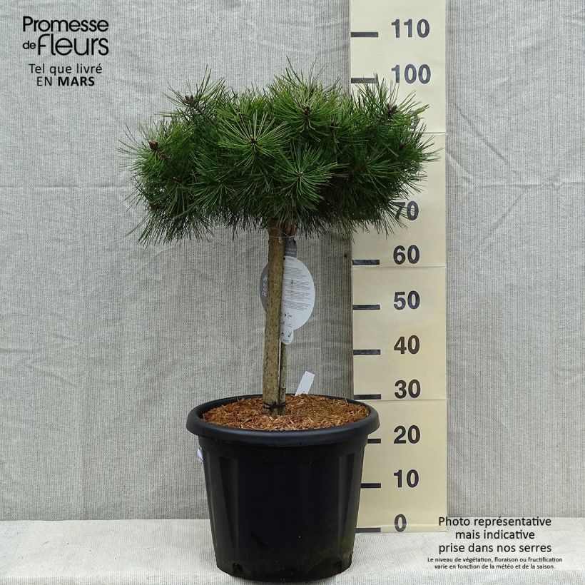 Exemplar von Pinus densiflora Low Glow - Japanische Kiefer wie im Winter geliefert