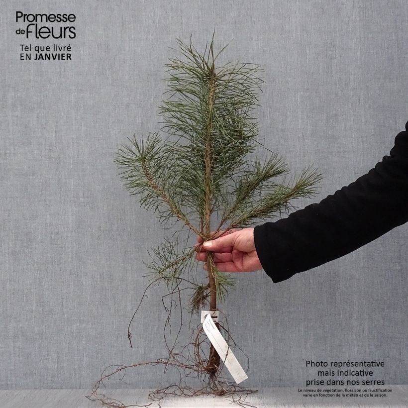 Exemplar von Pin sylvestre - Pinus sylvestris en racines nues 30/50cm wie im Winter geliefert