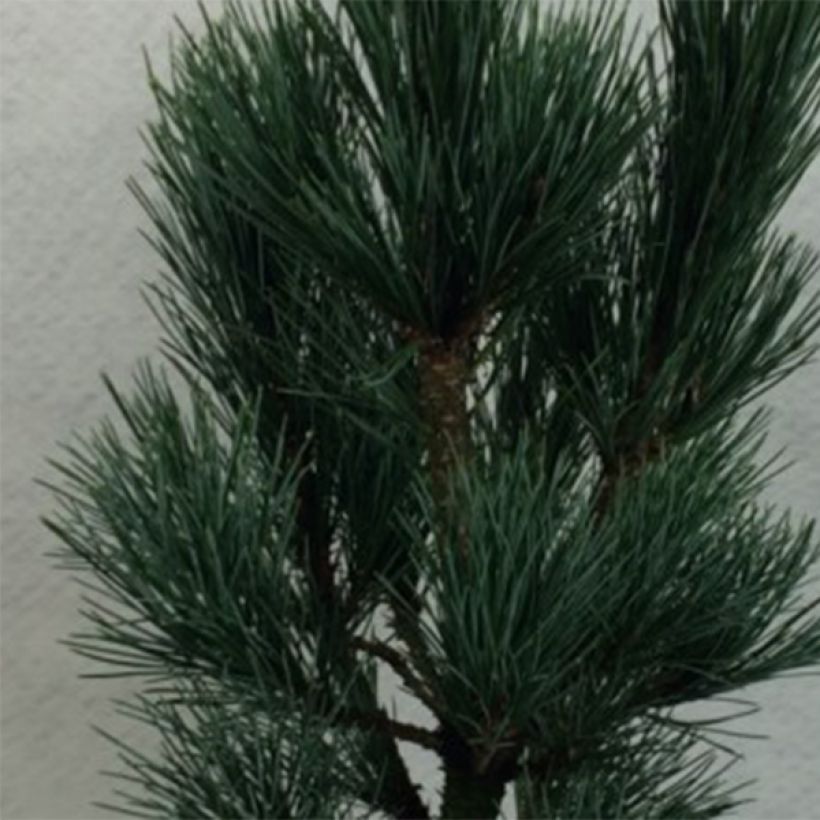 Pinus cembra Compacta Glauca - Zirbel-Kiefer (Laub)