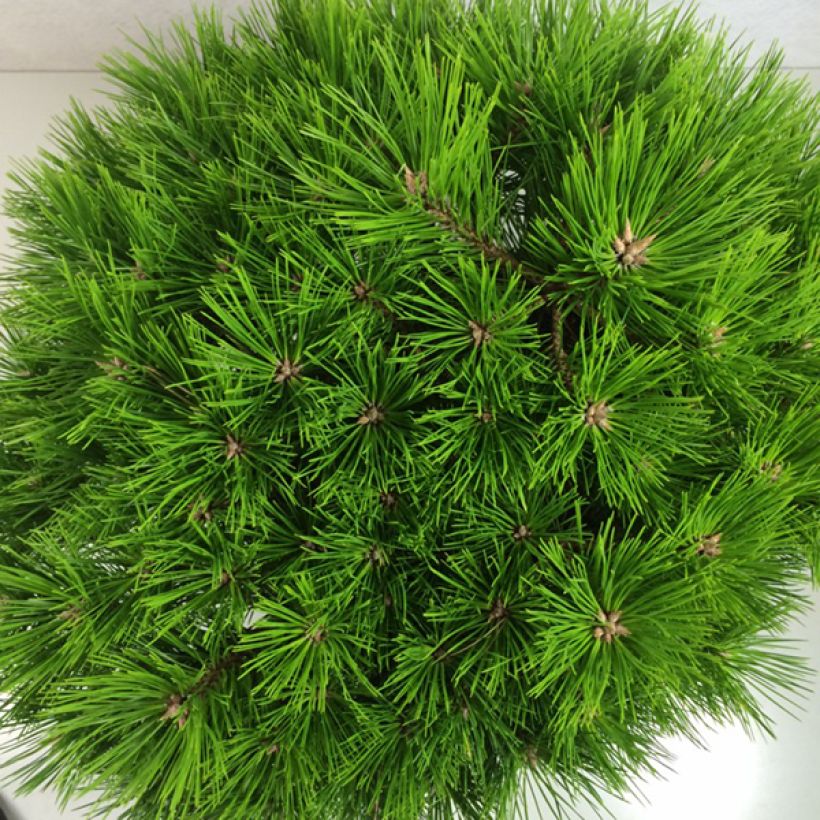 Pinus densiflora Low Glow - Japanische Kiefer (Laub)