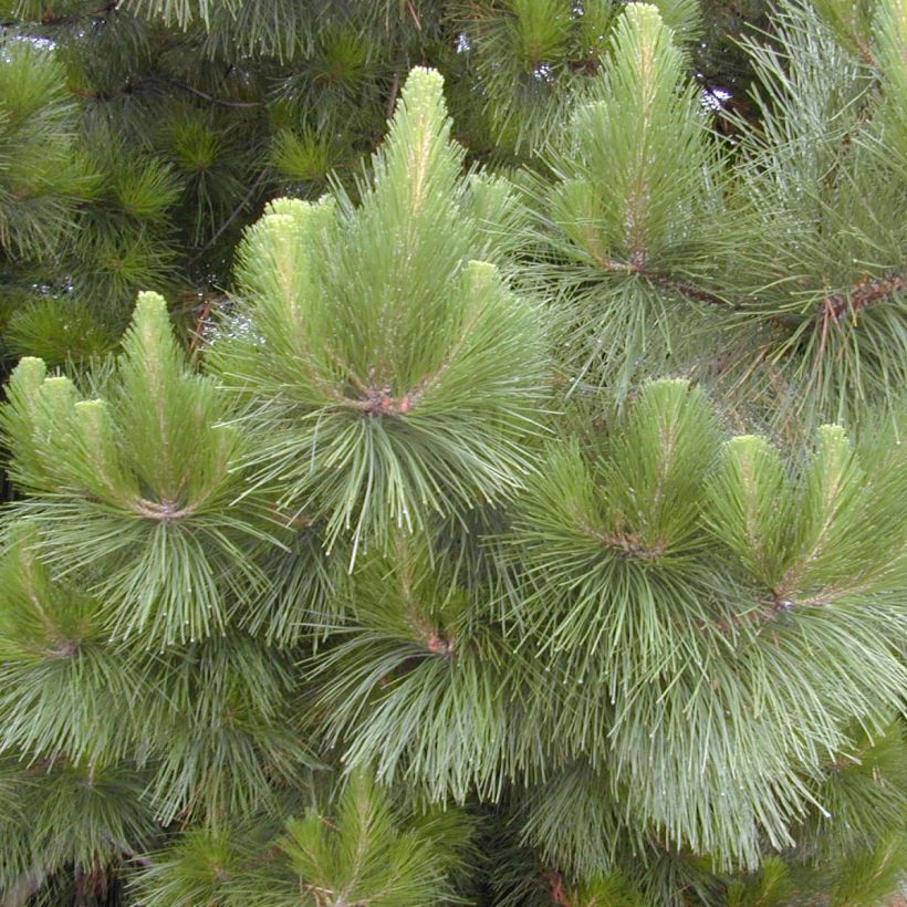 Pinus insignis - Monterey-Kiefer (Laub)