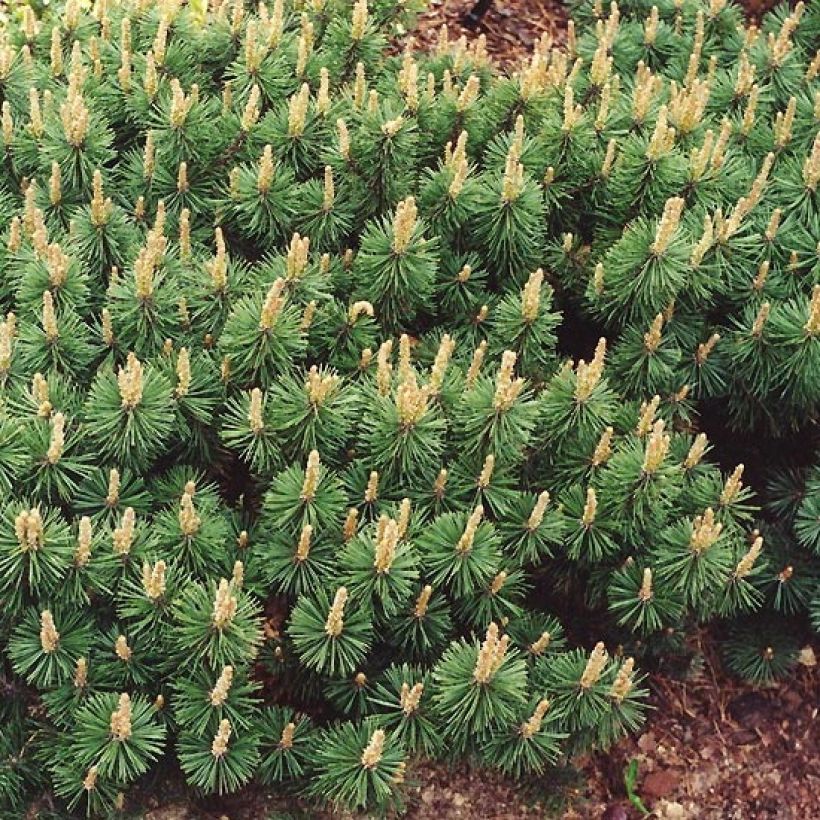 Pinus mugo Humpy - Bergkiefer (Hafen)