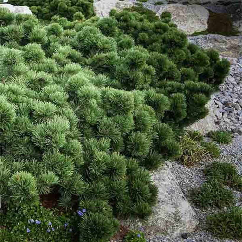 Pinus mugo Lilliput - Bergkiefer (Hafen)