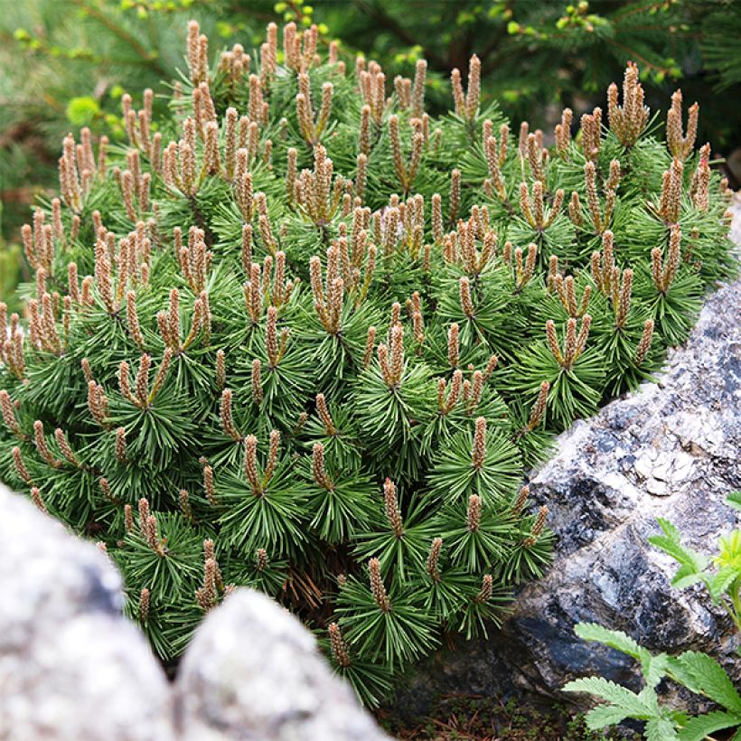 Pinus mugo Mops - Bergkiefer (Laub)