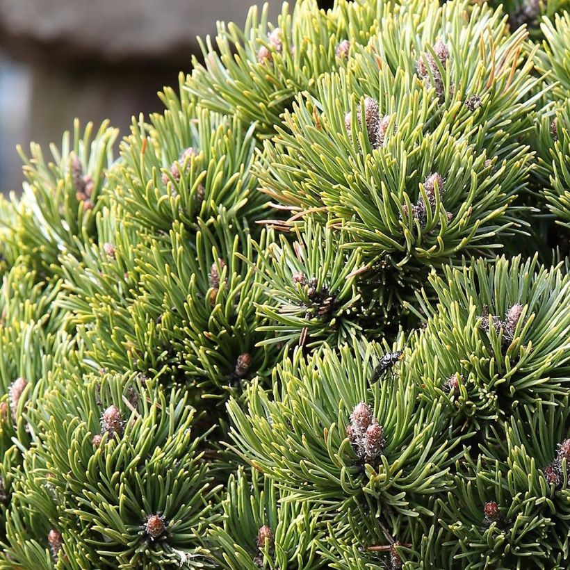 Pinus mugo Picobello - Bergkiefer (Laub)