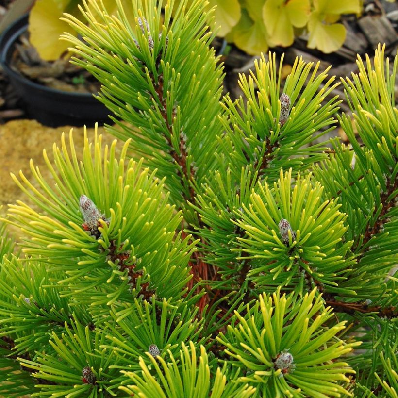 Pinus mugo Winter Gold - Bergkiefer (Laub)