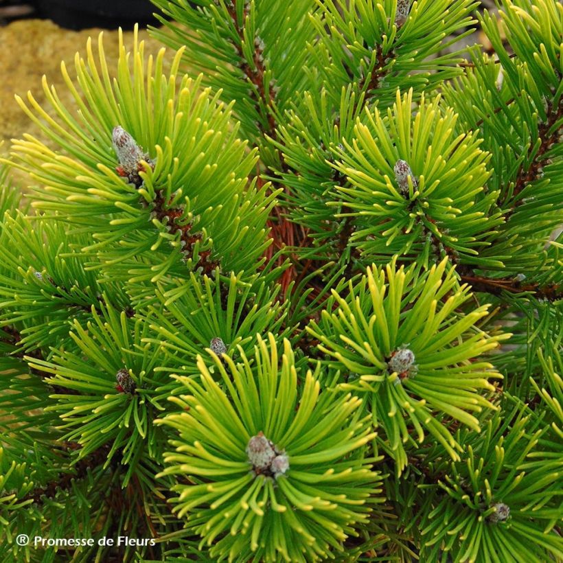 Pinus mugo Winter Gold - Bergkiefer (Ernte)