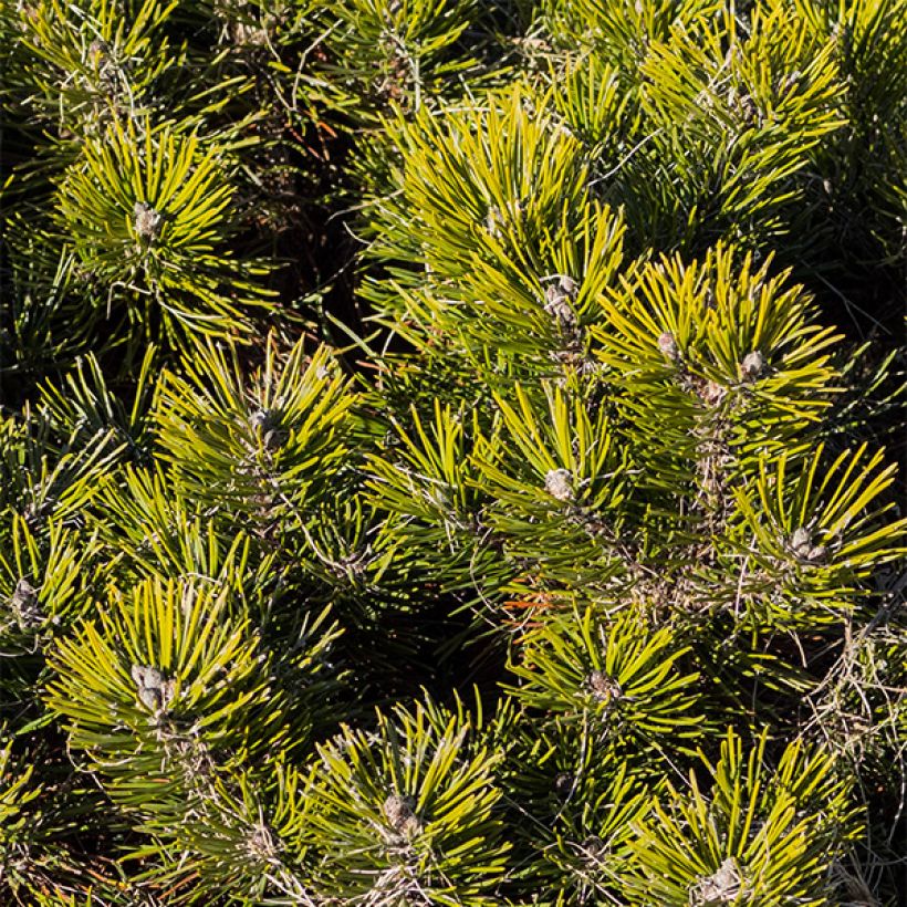 Pinus mugo var.pumilio - Niedrige Krüppelkiefer (Laub)