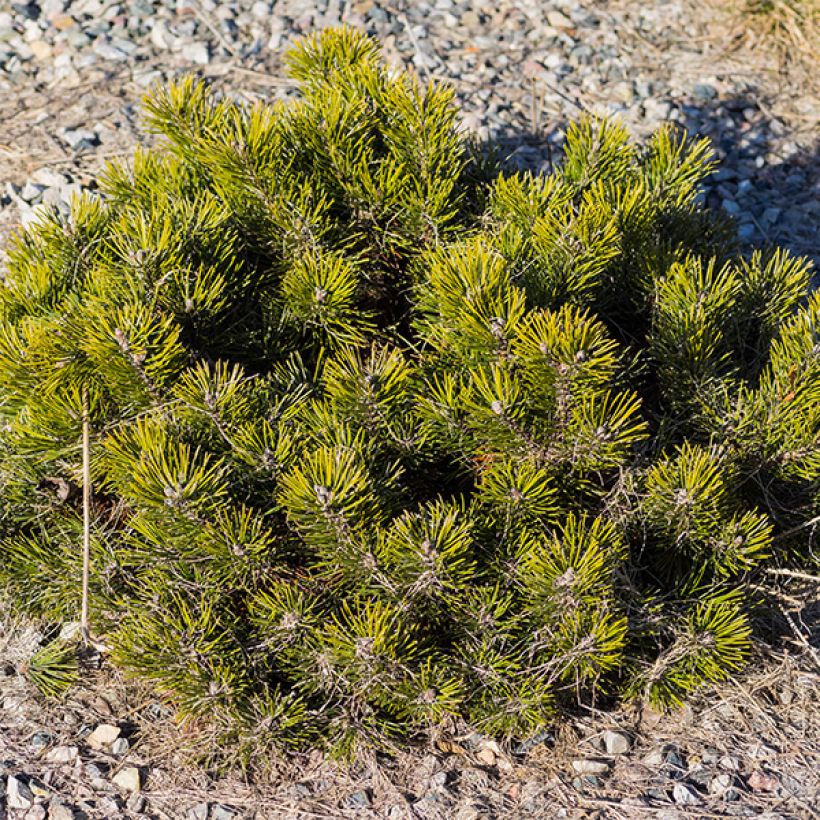 Pinus mugo var.pumilio - Niedrige Krüppelkiefer (Hafen)