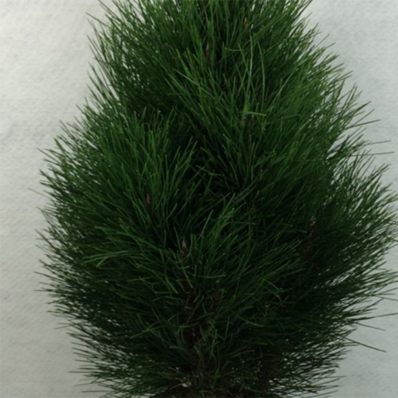 Pinus nigra Green Tower - Schwarzkiefer (Laub)