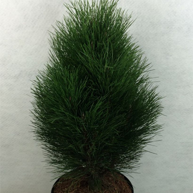 Pinus nigra Green Tower - Schwarzkiefer (Hafen)