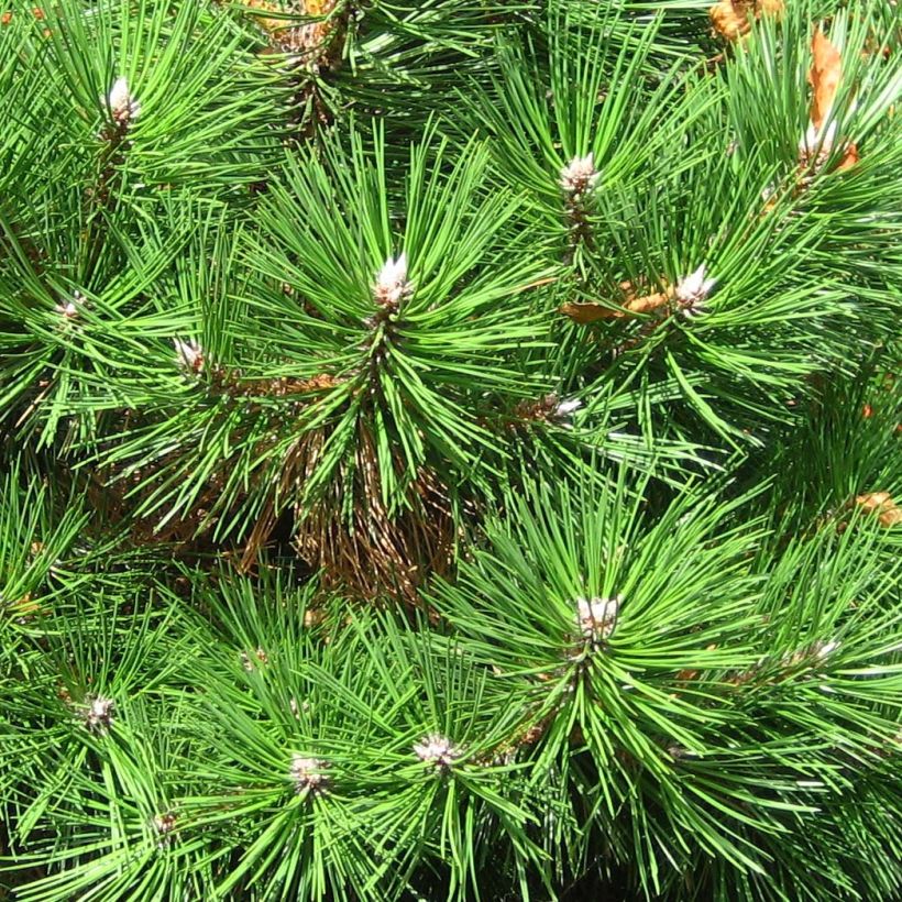 Pinus nigra 'Nana' - Schwarzkiefer (Laub)