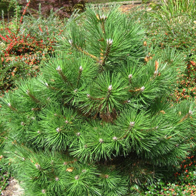 Pinus nigra 'Nana' - Schwarzkiefer (Hafen)