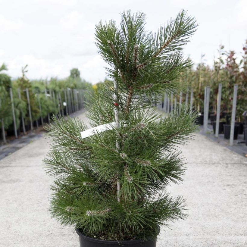 Pinus nigra nigra - Schwarzkiefer (Hafen)