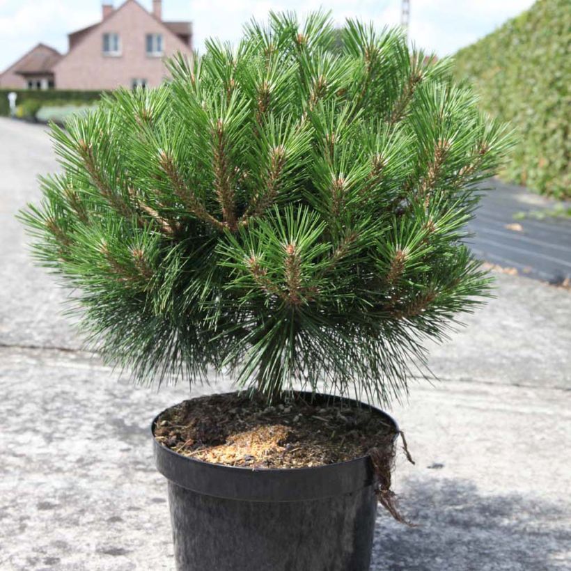 Pinus nigra Brégeon - Schwarzkiefer (Hafen)