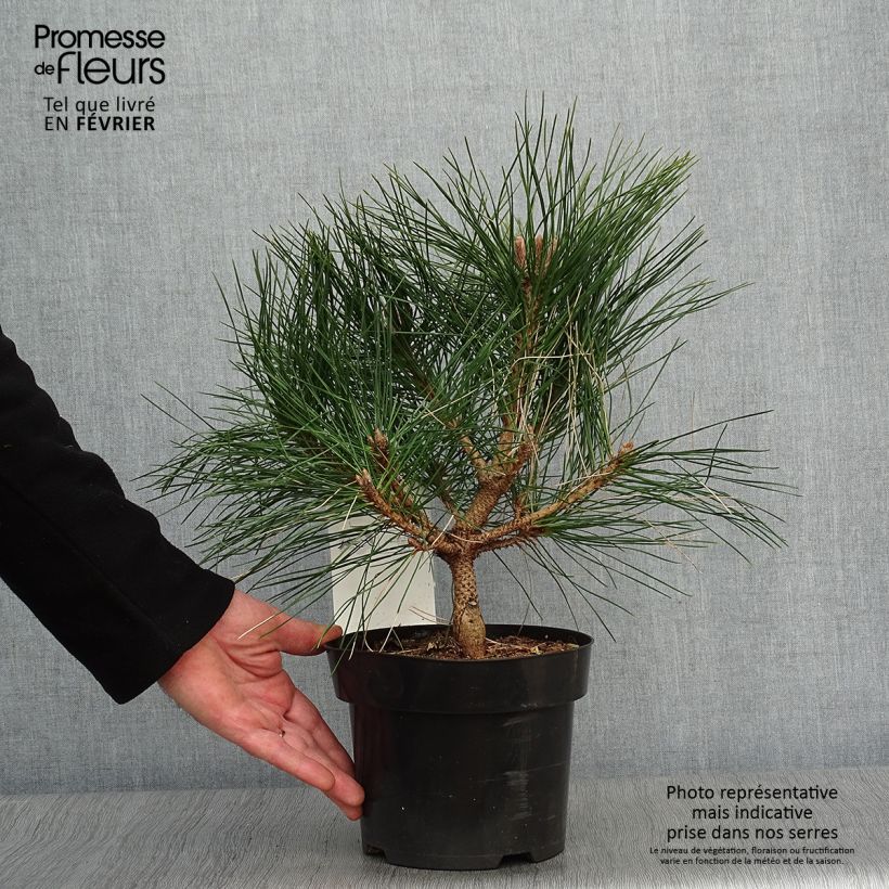 Exemplar von Pinus nigra Pierrick Brégeon en pot de 3L - Pin noir wie im Winter geliefert