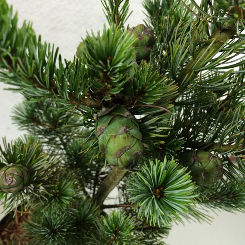 Pinus parviflora Azumi Goye - Mädchen-Kiefer (Laub)