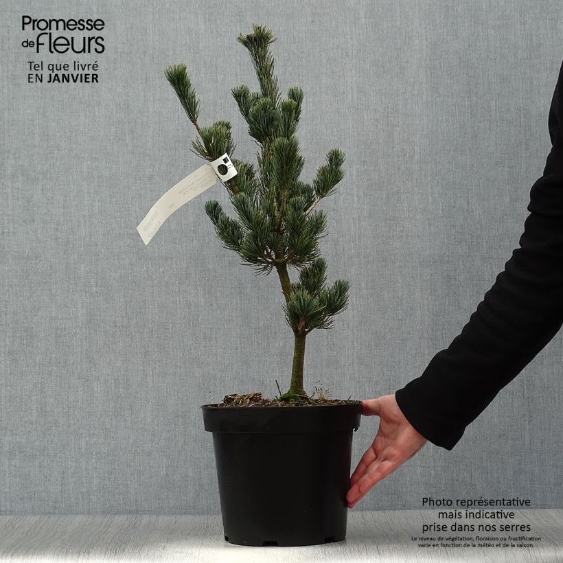 Exemplar von Pinus parviflora Azumi Goye - Pin blanc du Japon                     Pot de 7,5L/10L wie im Winter geliefert