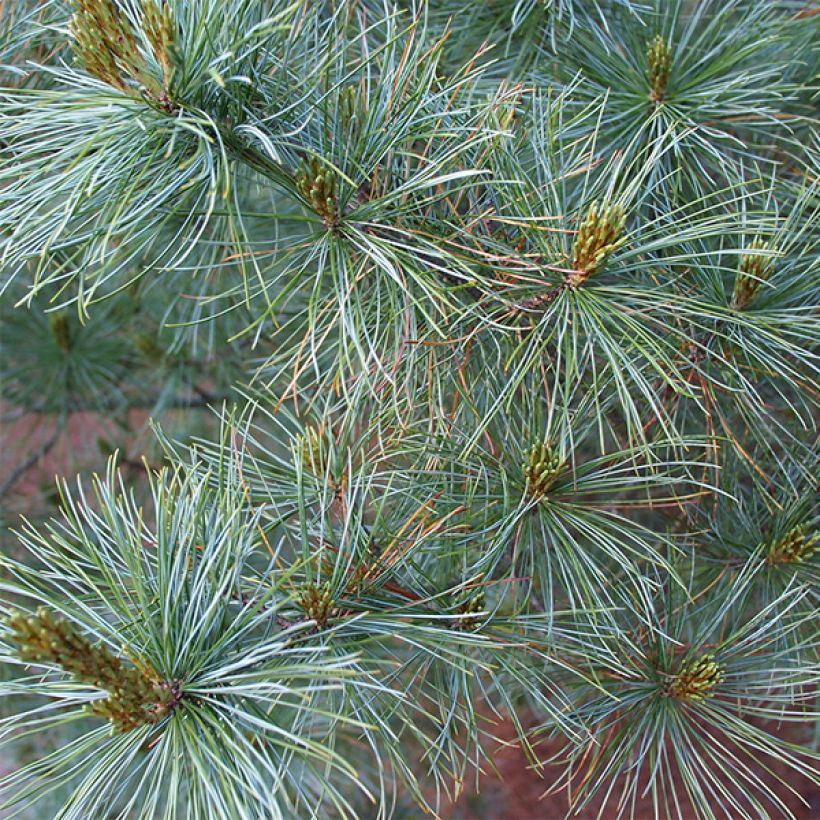 Pinus parviflora Bergman - Mädchen-Kiefer (Laub)