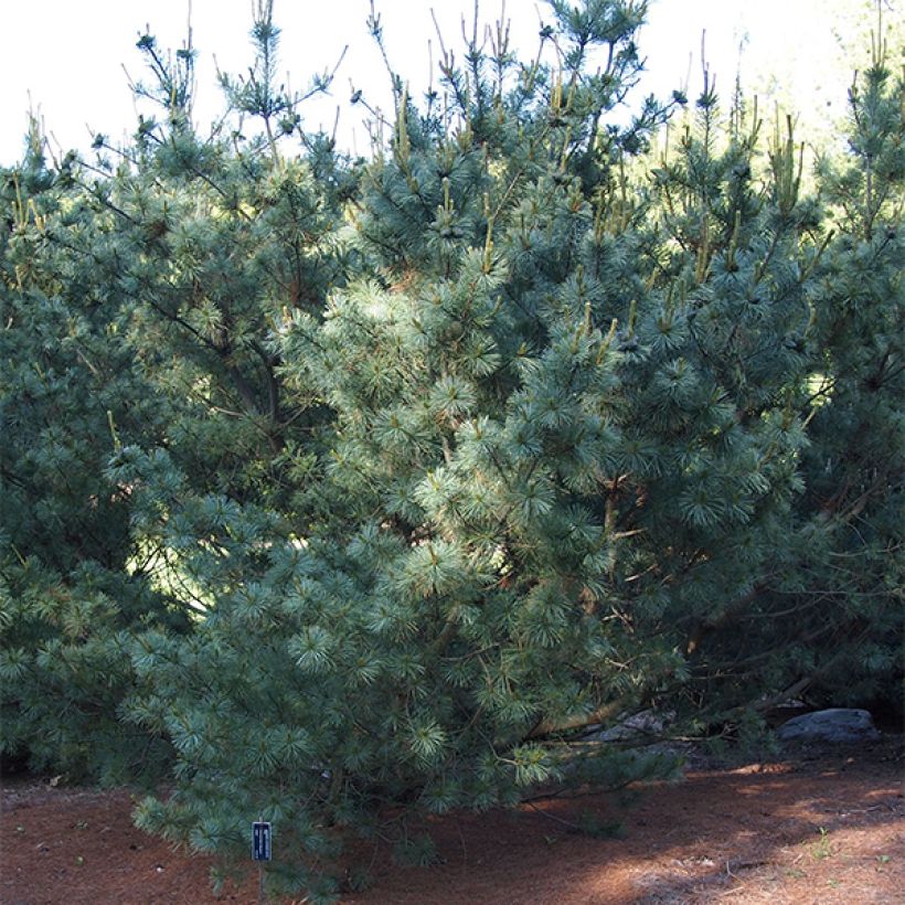 Pinus parviflora Bergman - Mädchen-Kiefer (Hafen)