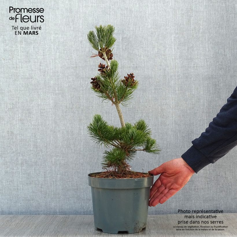 Exemplar von Pinus parviflora Glauca - Pin blanc du Japon Pot de 4L/5L wie im Winter geliefert