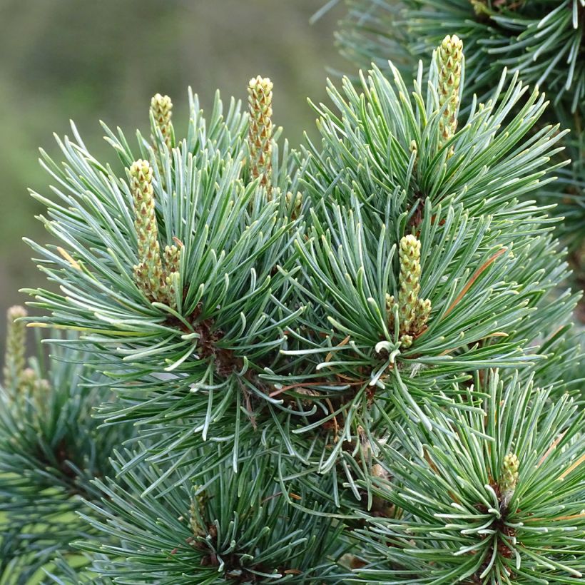 Pinus parviflora Negishi - Mädchen-Kiefer (Laub)