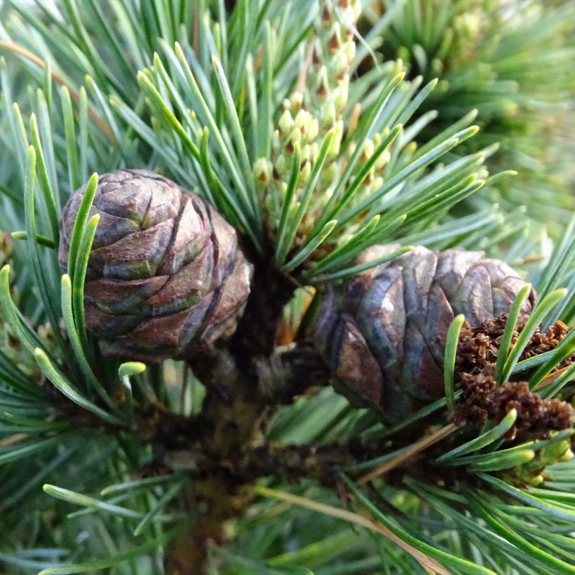 Pinus parviflora Negishi - Mädchen-Kiefer (Ernte)