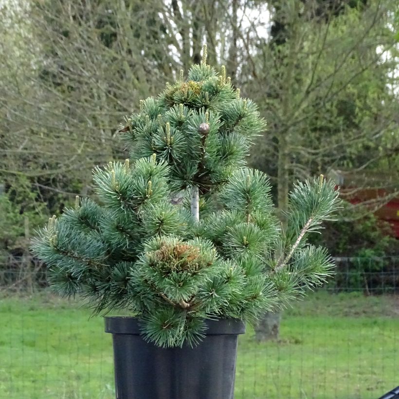 Pinus parviflora Negishi - Mädchen-Kiefer (Hafen)