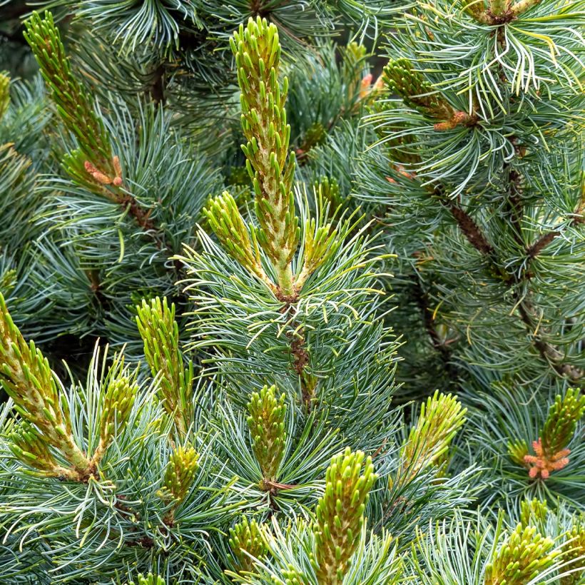 Pinus parviflora Tempelhof - Mädchen-Kiefer (Laub)