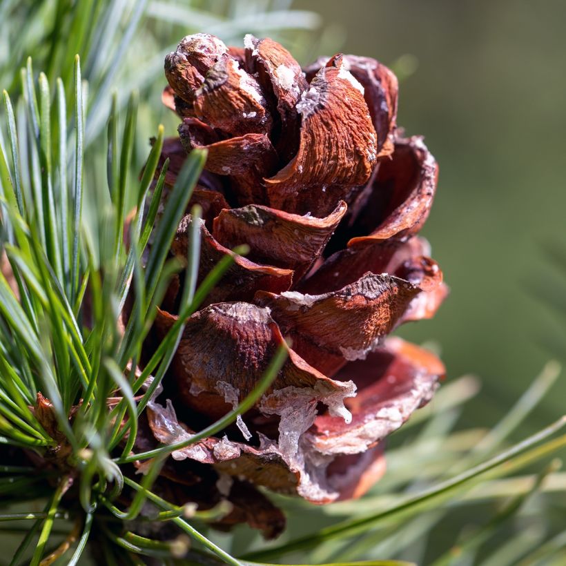 Pinus parviflora Tempelhof - Mädchen-Kiefer (Ernte)