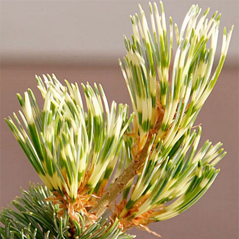 Pinus parviflora Fukai - Mädchen-Kiefer (Laub)