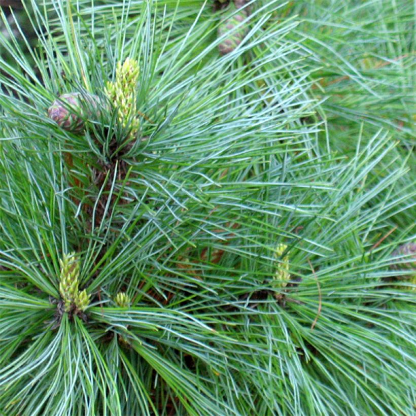 Pinus peuce - Rumelische Kiefer (Laub)