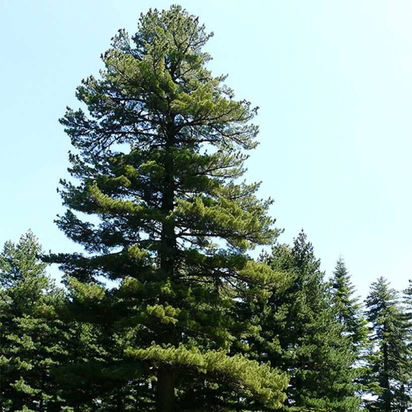 Pinus peuce - Rumelische Kiefer (Hafen)