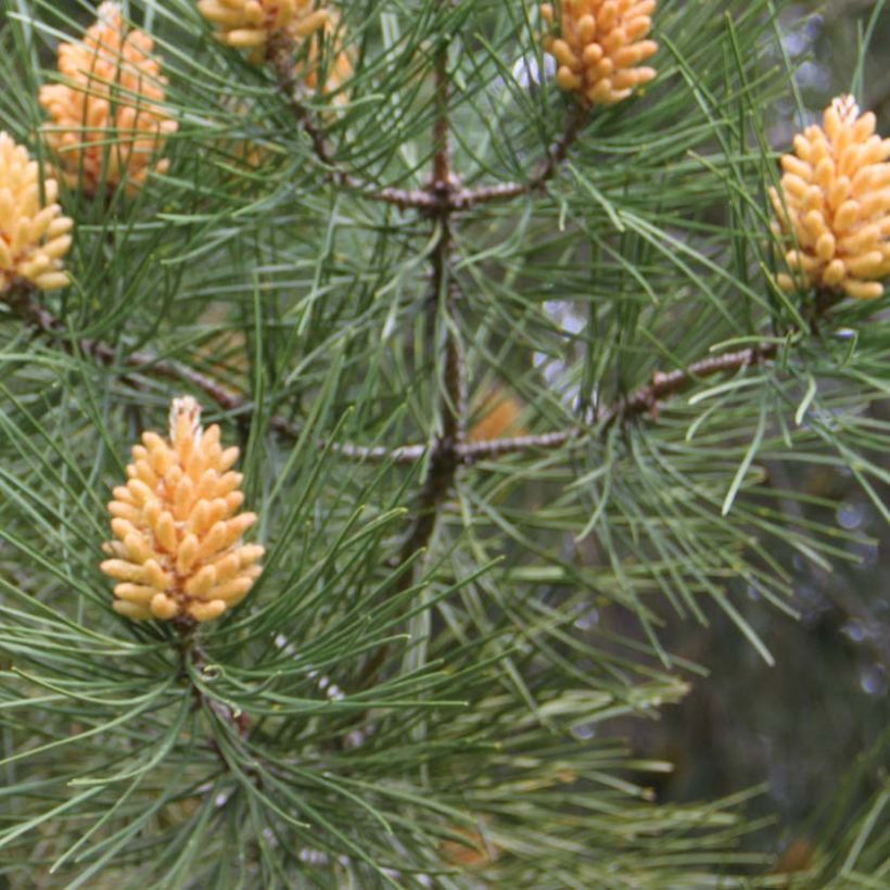 Pinus pinaster - See-Kiefer (Laub)