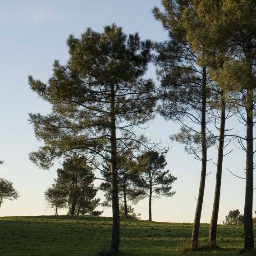 Pinus pinaster - See-Kiefer (Hafen)