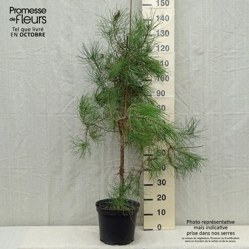 Exemplar von Pinus pinaster - See-Kiefer wie im Herbst geliefert