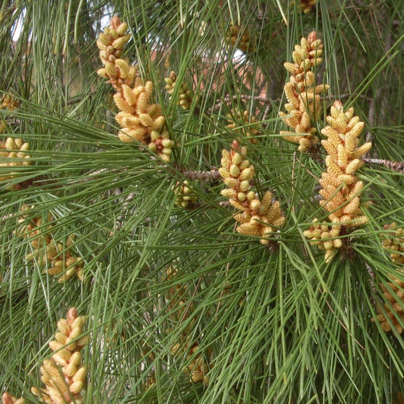 Pinus pinea - Pinie (Laub)