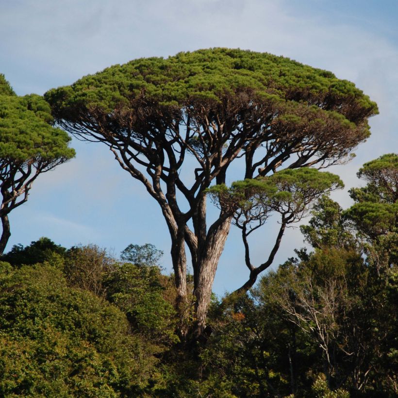 Pinus pinea - Pinie (Hafen)