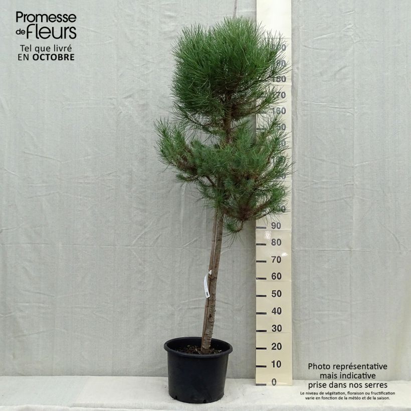 Exemplar von Pinus pinea - Pinie wie im Herbst geliefert