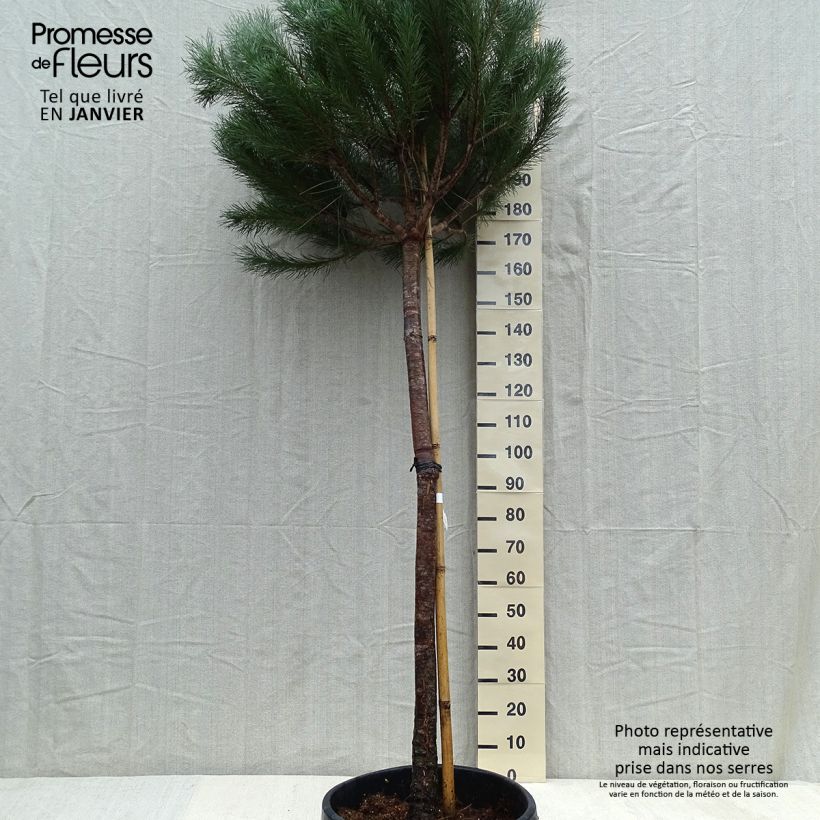 Exemplar von Pinus pinea - Pinie wie im Winter geliefert