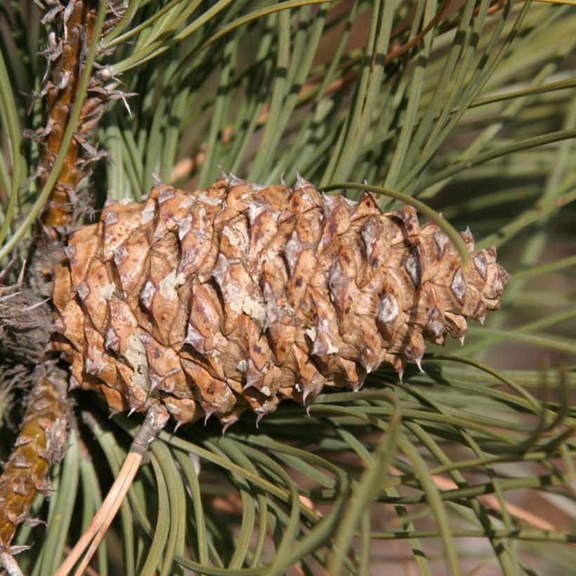 Pinus ponderosa - Ponderosa-Kiefer (Ernte)