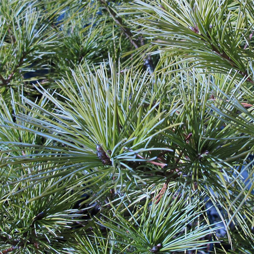 Pinus strobus Horsford - Weymouths-Kiefer (Laub)