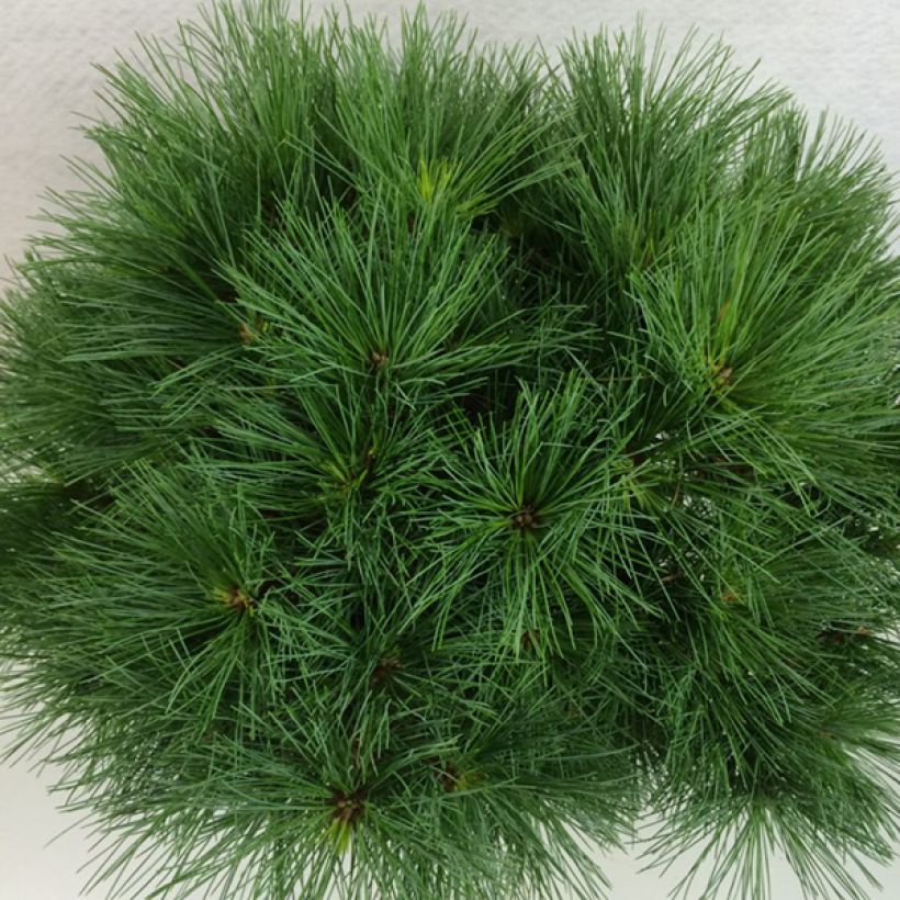 Pinus strobus Ontario - Weymouths-Kiefer (Laub)